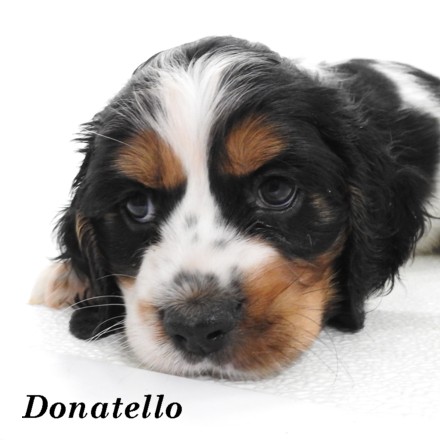puppy, for, sale, Cockilier, Joe & Cherri  Overlease, dog, breeder, Miller, MO, dog-breeder, puppy-for-sale, forsale, nearby, find, puppyfind, locator, puppylocator, aca